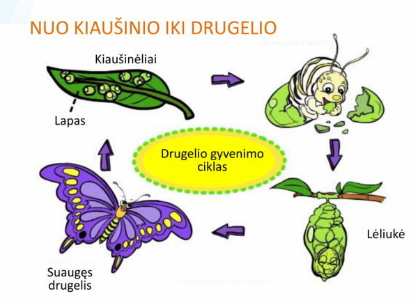 PIEVOS PASLAPTYS _PAMOKA Vabzdžiai-10