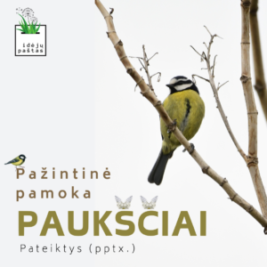 Pažintinė pamoka paukščiiai _skaidrės_pateiktys