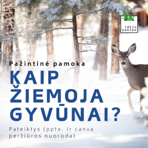 KAIP žiemoja gyvūnai pateiktys skaidrės žiema